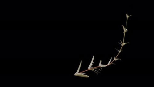 Animated Natural Plant Branch Growth on Black