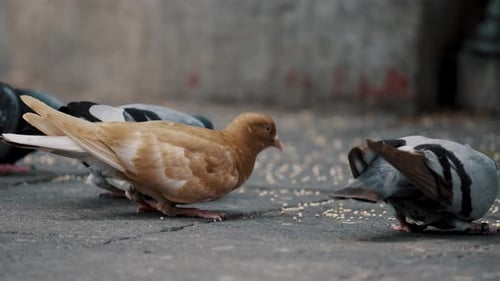 A Brown Pigeon And Grey Pigeons Eating Seeds From The Ground Being Fed By People In Urban Square. -