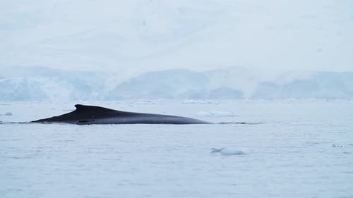 Humpback Whales in Antarctica, Antarctic Peninsula Wildlife with Whale Back and Dorsal Fin Surfacing