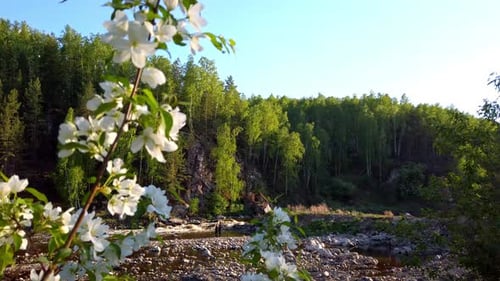 White Flowers Blooming in Forest By River