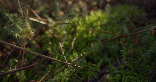 Green and vibrant mossy floor with sunshine falling on, dolly forward macro view