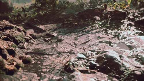 Small Creek Runs Through a Wide Valley Full of Fallen Leaves
