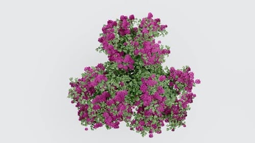 Vibrant Bougainvillea Cluster in Bloom