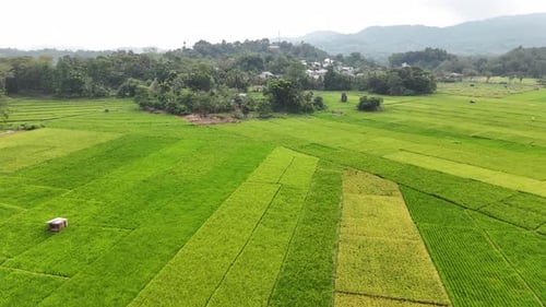Drone flying forwards and downwards over fresh green ricefields in