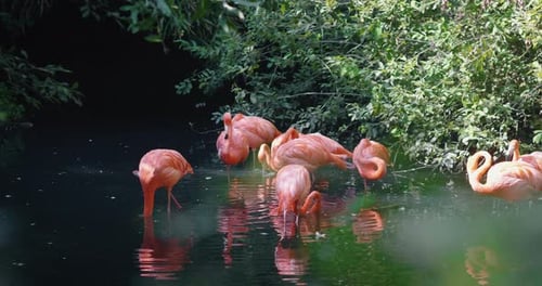 Flock of Pink Flamingos Wading in Water