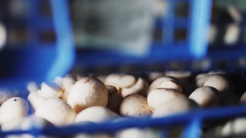 Champignons in der Gemüseverarbeitungsfabrik Nahaufnahme