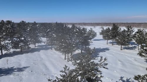 nebliger Schnee Natur Winter
