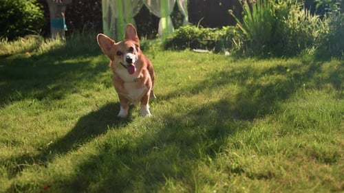 Corgi juega a la luz del sol, el enérgico corgi se divierte en un patio iluminado por el sol, el alegre Corgi se mueve rápidamente