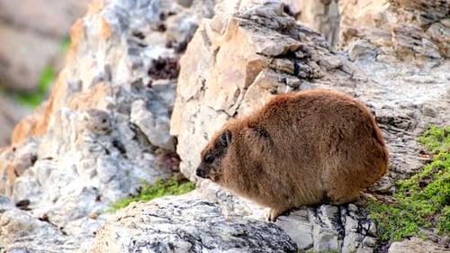 Furry rock rabbit basks in early morning sun on rocky coastline of Hermanus