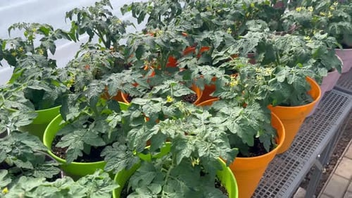 Tomato Seedlings in Pots Greenhouse