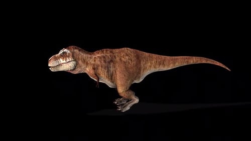 Animated Tyrannosaurus Rex Running Loop on Black Background
