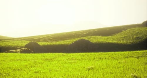 Prairie verte vibrante sous la lumière du soleil près de Rolling Hills