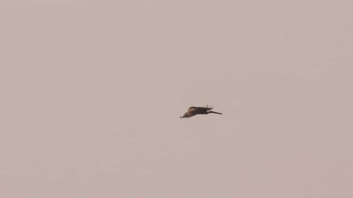 Majestic Harrier bird flying at cloudy sunset sky, tracking shot, Netherlands wildlife