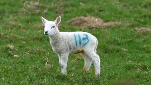 Lamb Standing And Calling Out For It's Mother In A Grass Field On A Farm