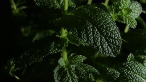 Peppermint Leaves