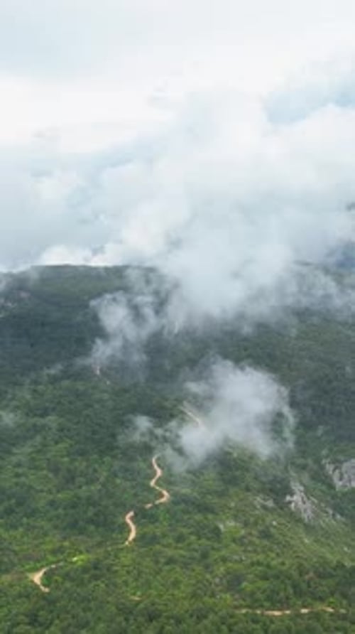 Vertical Video Aerial Encounter with RainKissed Green Forest Cinematic Journey Into Natural Beauty