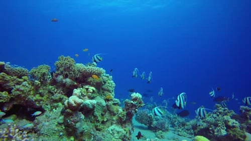Colourful Tropical Reef Bannerfish