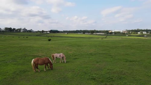 Horses grazing peacefully in a green pasture on a sunny day in the countryside in Kentucky Horse Par