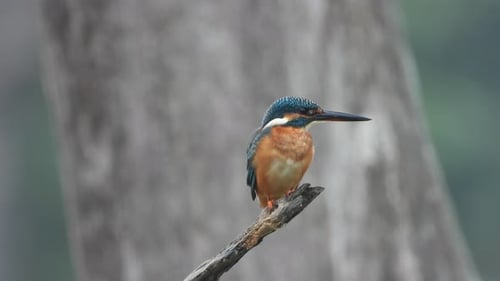 Kingfisher in pond area waiting for pray ..