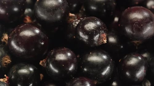 Une délicieuse sélection de cassis frais et juteux de la récente saison des récoltes