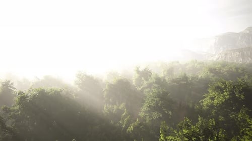 Ethereal Sunlight Through Foggy Forest Canopy