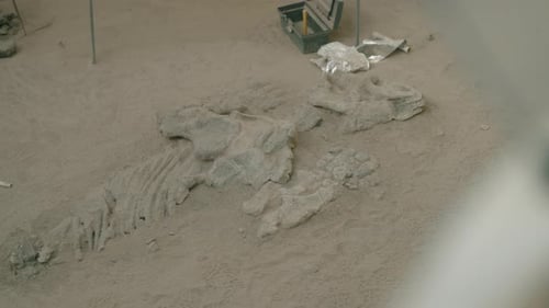 Dinosaur fossils exposed during paleontological excavation at Ischigualasto Provincial Park in San