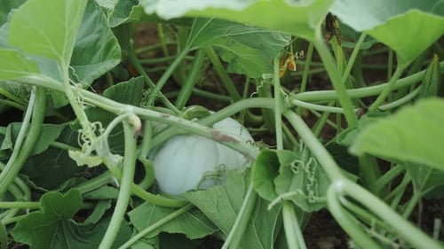 la citrouille pousse sur le lit