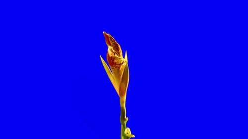 Canna Indica, Orange/Gelbe Lilie, einzelne Blüte auf blauem Chroma-Key-Hintergrund