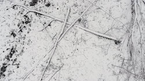 Looking down on fresh footprints in a thin layer of snow covering dead trees, aerial god view