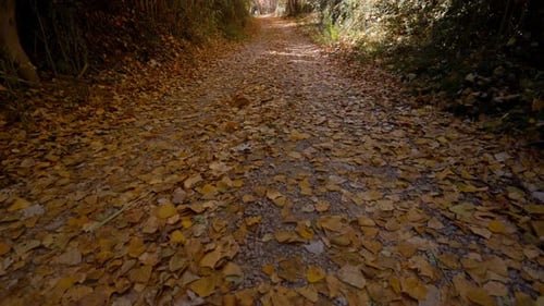 Walking backwards on yellow poplar leaves tapestry on forest path in autumn