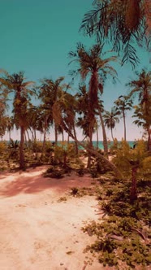 Scenic Sandy Beach With Palm Trees and Ocean