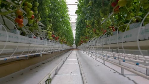 Tomato Plant Rows Growing in Greenhouse