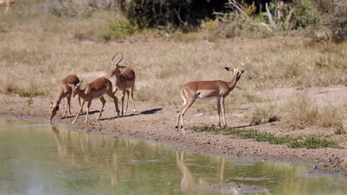 A group of Impala antelopes in the wild are gathering near the water pond, lake or a river for drink