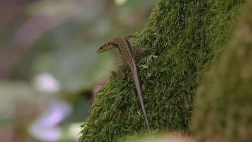 Dschungelechse KREATIV Eine Eidechse sitzt in grüner Vegetation, Dschungel und Wasserfall Eine Echse rennt im