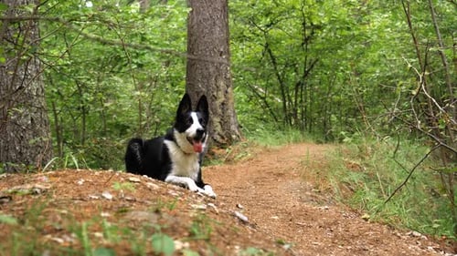 Ein Border-Collie-Hund hört seinem Meister aufmerksam zu und steht auf