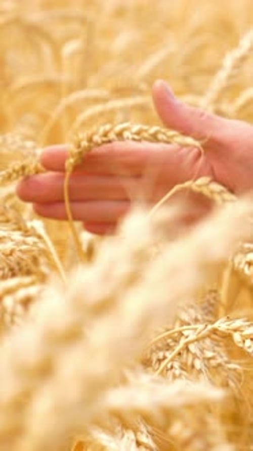 Hand Gently Touching Golden Wheat Stalks in a Sunlit Field Showcasing Nature's Beauty and Harvest