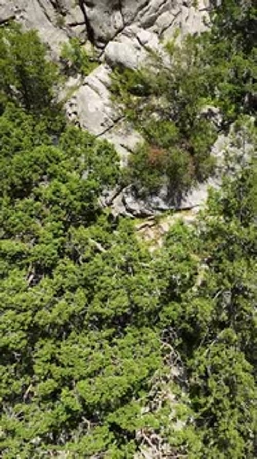 Vertical Video Exploring the Green Forest Travelers Embark on Their Journey