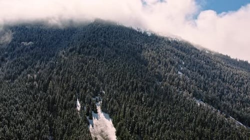 Nebelige verschneite Dschungellandschaft
