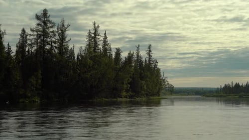 Tall Green Spruce Trees on a Forest River at Sunset