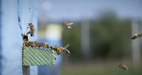 Honey Bees Flying Around Blue Beehive Entrance in Countryside