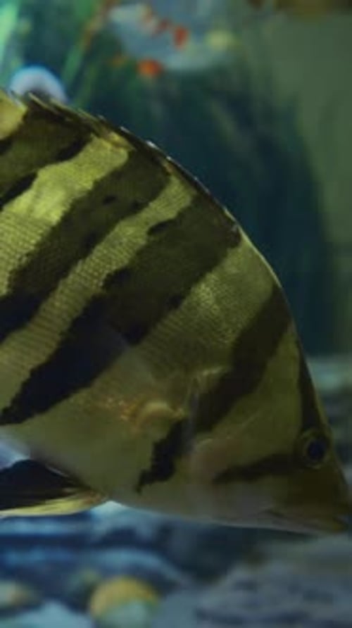 Vue rapprochée du poisson-tigre siamois