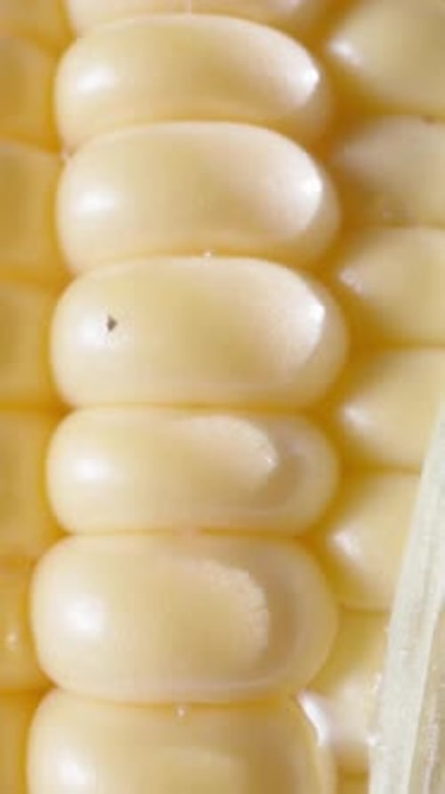 Corn cob with leaves on a white background, close-up, camera slide up. Vertical video Social Media
