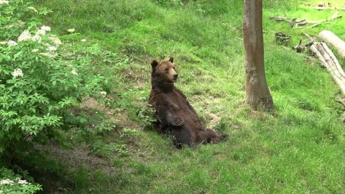 Resting brown bear (Ursus arctos) in the forest