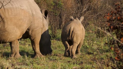 Mutter und Kalb des weißen Nashorns wandern durch grünes Buschland in Südafrika