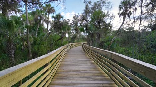 Wooden Boardwalk Trail Footpath in Tropical Jungles with Green Palm Trees and Wild Vegetation in