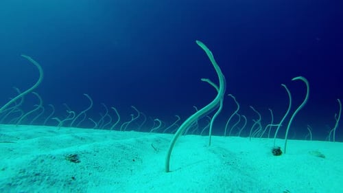 Long, Spotted Garden eels emerge from sandy seabed, and wriggling in dancing to feed on plankton
