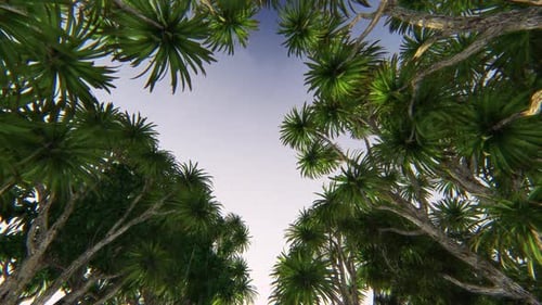 Looking Up Through Green Trees to Sky Nature Background Loop