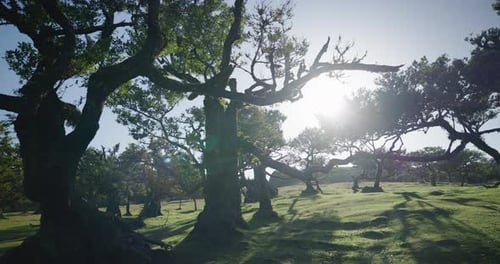 Stunning Views Of Fanal Forest In Madeira, Showcasing Its Unique And Ancient Laurel Trees