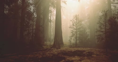 Misty Forest at Dawn with Tall Trees and Soft Sunlight Filtering Through