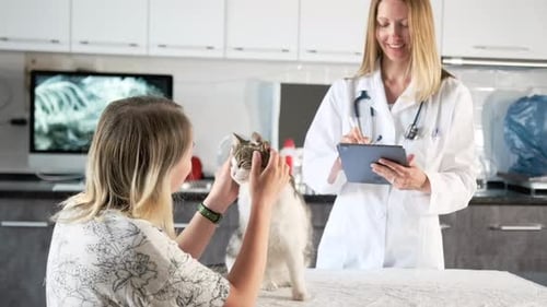 Veterinarian Examining Cat with Pet Owner Present